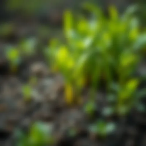 A close-up of green plants growing in soil, symbolizing sustainability and environmental care.