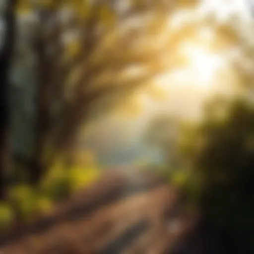 A serene path leading forward with gentle sunlight filtering through trees, symbolizing a peaceful journey of acceptance.