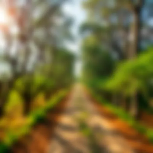 A peaceful pathway surrounded by trees leading to a bright sky, symbolizing hope and salvation.