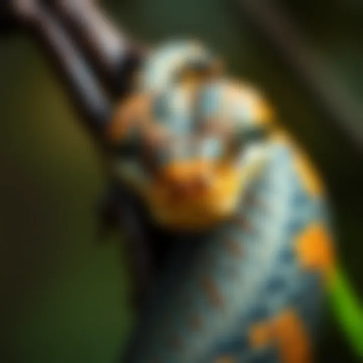 A close-up view of a snake wrapped around a branch, showcasing its scales and vibrant colors in a natural setting.